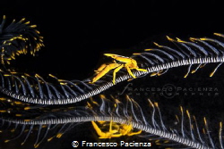 [:b:]Squat lobster[:/b:] on mirror by Francesco Pacienza 
